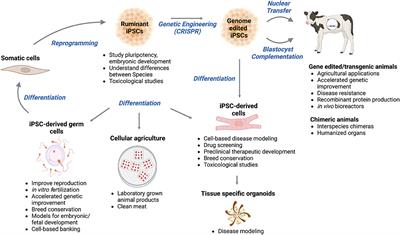 Induced pluripotent stem cells from domesticated ruminants and their potential for enhancing livestock production